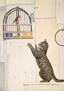 Der Essuaira-Vogel