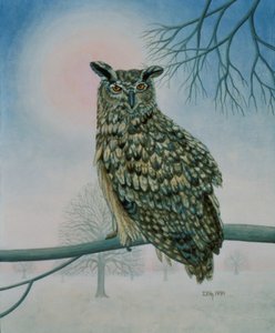 Winter-Eule