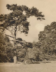 In Hadley Woods, Überrest des alten königlichen Jagdwaldes von Enfield Chase, ca. 1935