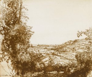 Olivenhaine von Donald Shaw MacLaughlan
