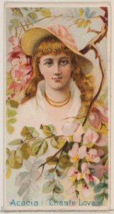 Akazie: Keusche Liebe, aus der Serie Blumenschönheiten und Blumensprache N75 für Duk von Donaldson Brothers