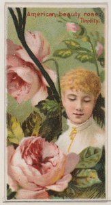 American Beauty Rose: Schüchternheit, aus der Serie Floral Beauties and Language of Flowers N..., 1892 von Donaldson Brothers