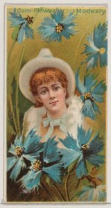 Kornblume: Bescheidenheit, aus der Serie Floral Beauties and Language of Flowers N75 für Duk..., 1892 von Donaldson Brothers