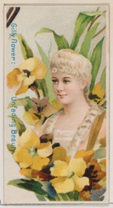 Nelke: Unvergängliche Schönheit, aus der Serie Blumenpracht und Blumensprache N7 von Donaldson Brothers