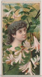 Geißblatt: Treue, aus der Serie Blumenpracht und Blumensprache N75 für D..., 1892 von Donaldson Brothers