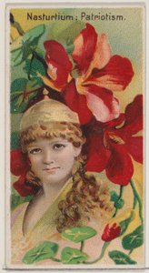 Kapuzinerkresse: Patriotismus, aus der Serie Blumenschönheiten und Blumensprache N75 für von Donaldson Brothers