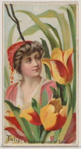 Tulpe: Eine Liebeserklärung, aus der Serie Blumenpracht und Blumensprache N75, 1892 von Donaldson Brothers