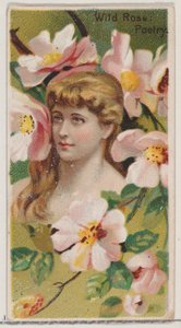 Wilde Rose: Poesie, aus der Serie Floral Beauties and Language of Flowers N75 für Duke