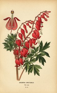Tränendes Herz, Lamprocapnos spectabilis.