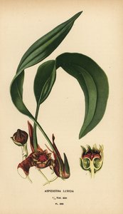 Aspidistra lurida. Chromolithographie nach einer Illustration von Desire Bois aus Edward Step