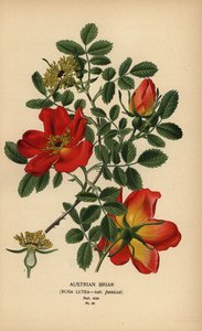 Österreichische Bibernellrose, Rosa lutea var. punicea. von Désiré Georges Jean Marie Bois