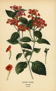 Großer Salbei, Ghaneri oder Wandelröschen, Lantana camara von Désiré Georges Jean Marie Bois