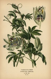 Blaue Passionsblume, Passiflora caerulea von Désiré Georges Jean Marie Bois