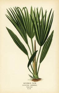 Bourbon-Palme oder Chinesische Fächerpalme, Livistona chinensis von Désiré Georges Jean Marie Bois