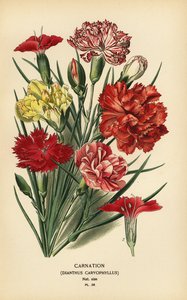Nelke, Dianthus caryophyllus von Désiré Georges Jean Marie Bois