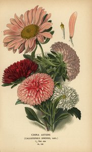 Chinesische Asternsorten, Callistephus x sinensis von Désiré Georges Jean Marie Bois