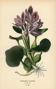 Gewöhnliche Wasserhyazinthe, Eichhornia crassipes. Chromolithographie nach einer Illustration von Desire Bois aus Edward Step