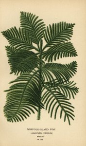 Cook-Kiefer, Araucaria columnaris. (Norfolk-Insel-Kiefer, Araucaria excelsa). Chromolithographie nach einer Illustration von Desire Bois aus Edward Step