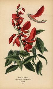 Korallenbaum, Erythrina crista-galli