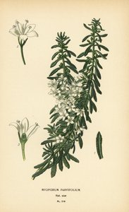 Kriechende Boobialla, Myoporum parvifolium. Chromolithographie nach einer Illustration von Desire Bois aus Edward Step