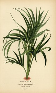 Lockige Palme, Howea belmoreana. Gefährdet. Chromolithographie aus einer Illustration von Desire Bois aus Edward Step