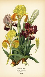 Zwerg-Schwertlilie, Iris pumila