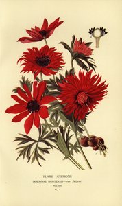 Flammenanemone, Anemone hortensis von Désiré Georges Jean Marie Bois