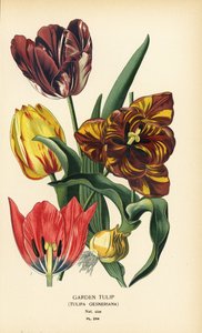 Gartentulpe, Tulipa gesneriana. Chromolithographie nach einer Illustration von Desire Bois aus Edward Step