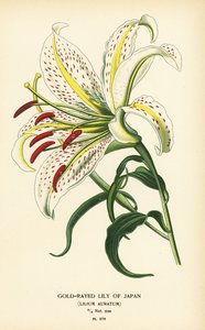 Goldstrahlige Lilie Japans oder Yamayuri, Lilium auratum. Chromolithographie nach einer Illustration von Desire Bois aus Edward Step