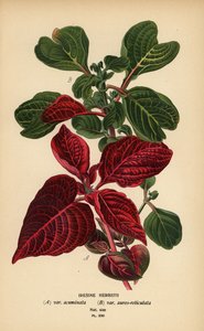 Herbsts Blutblatt-Varianten, Iresine herbstii von Désiré Georges Jean Marie Bois
