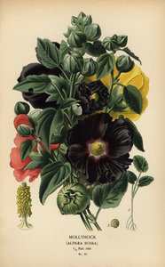 Stockrose, Alcea rosea