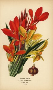 Indisches Blumenrohr, Canna indica Hybriden von Désiré Georges Jean Marie Bois