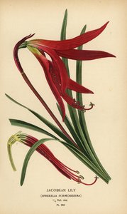 Jakobslilie, Sprekelia formosissima. Chromolithographie nach einer Illustration von Desire Bois aus Edward Step