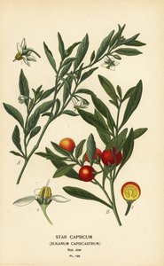Jerusalem-Kirsche, Solanum pseudocapsicum var. diflorum