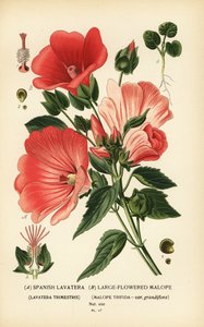 Lavatera trimestris und Malope trifida von Désiré Georges Jean Marie Bois