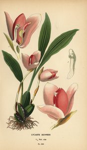 Lycaste virginalis Orchidee, Lycaste skinneri von Désiré Georges Jean Marie Bois