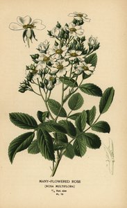 Vielblütige Rose, Rosa multiflora von Désiré Georges Jean Marie Bois