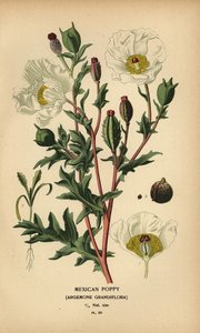 Mexikanischer Mohn, Argemone grandiflora von Désiré Georges Jean Marie Bois