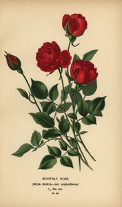 Monatsrose, Rosa chinensis var. semperflorens.