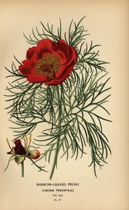 Schmalblättrige Pfingstrose, Paeonia tenuifolia