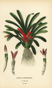 Nidularium scheremetiewii von Désiré Georges Jean Marie Bois