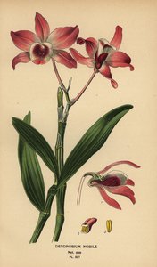 Edles Dendrobium, Dendrobium nobile. Chromolithographie nach einer Illustration von Desire Bois aus Edward Step