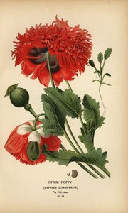 Schlafmohn, Papaver somniferum