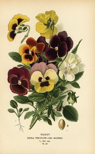 Stiefmütterchen, Viola tricolor von Désiré Georges Jean Marie Bois