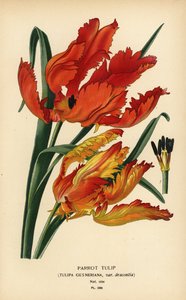 Papageientulpe, Tulipa gesneriana var. dracontia
