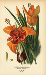 Pfauen-Tigerblume, Tigridia pavonia von Désiré Georges Jean Marie Bois