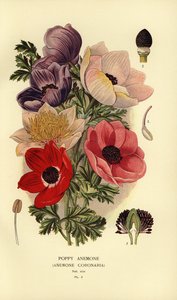 Kronenanemonen, Anemone coronaria von Désiré Georges Jean Marie Bois