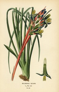 Königinstränenpflanze, Billbergia nutans. Chromolithographie nach einer Illustration von Desire Bois aus Edward Step