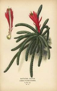 Rattenschwanzkaktus, Disocactus flagelliformis von Désiré Georges Jean Marie Bois
