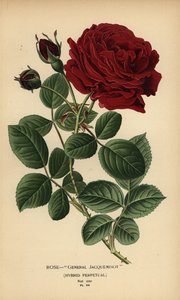 Rose General Jacqueminot, Hybrid-Perpetual